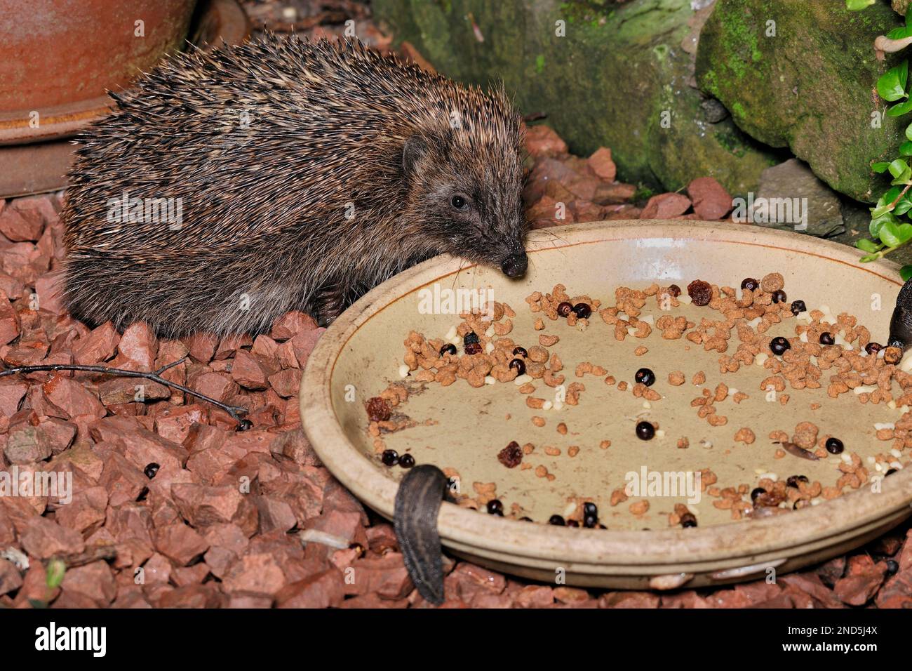 Hedgehog (Erinaceus europaeus) feeding from bowl of food in garden