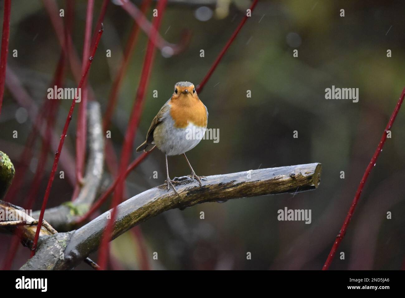 European Robin (Erithacus rubecula) Facing Camera from a Wet Branch in the Rain, with Dogwood Twigs to Left against a Green Background in the UK Stock Photo