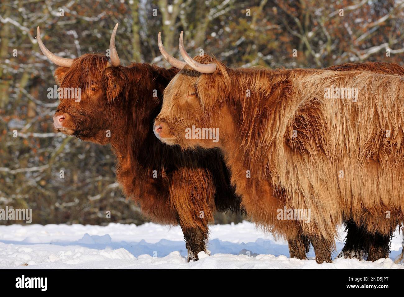 Highland Cow (Bos taurus) pair of cows, female, in snow, Berwickshire, Scottish Borders, Scotland, Novenber 2010 Stock Photo