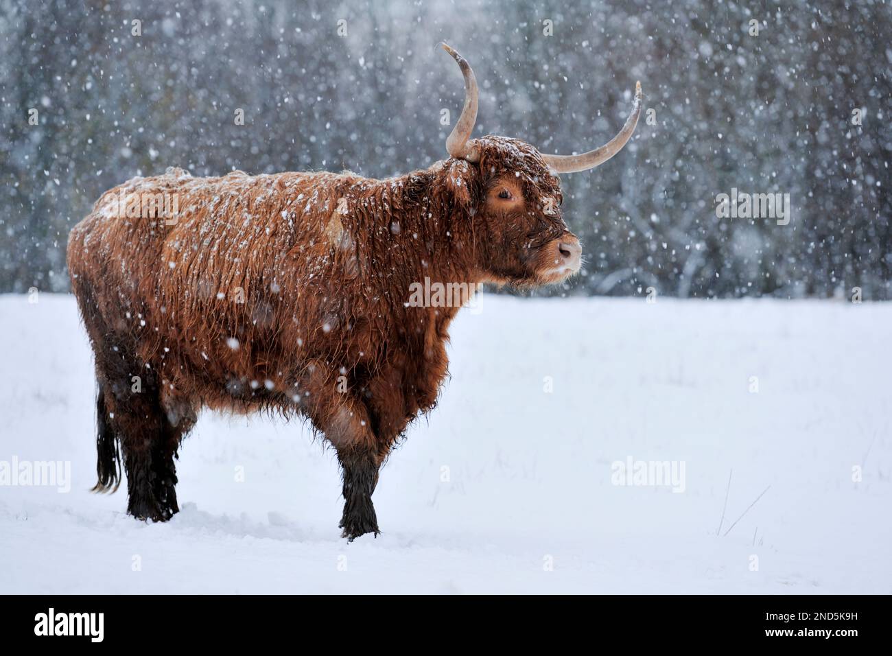 Highland Cow (Bos taurus) female in snow shower, Berwickshire, Scottish Borders, Scotland, November 2010 Stock Photo