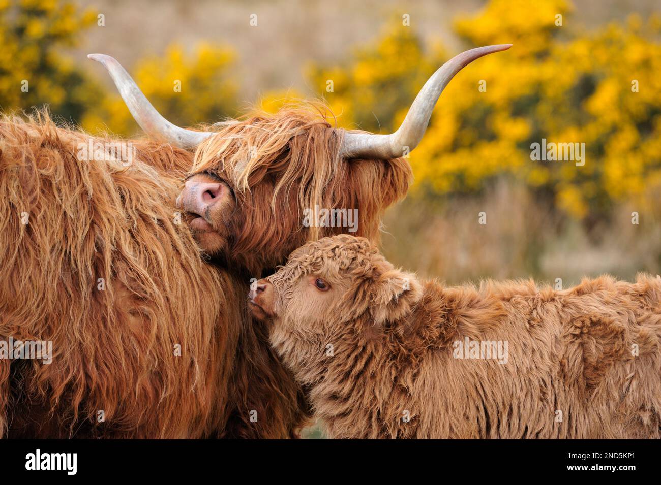 Highland cow (Bos taurus), female cow with calf, Isle of Mull, Inner Hebrides, Scotland, April