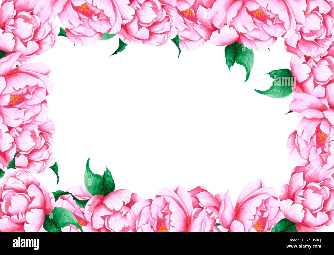 Handdrawn Watercolor pink peony flowers frame with green leaves and ...
