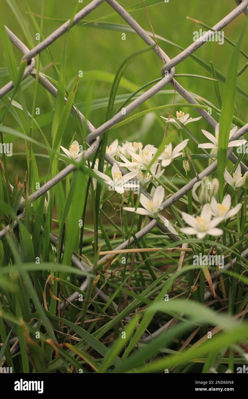 Beautiful White Wildflowers Growing Along The Chain Link Fence Stock Photo Alamy