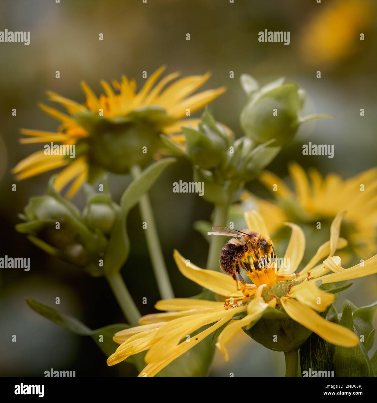 Bee pollinating on a yellow Mexican sunflower in a cottage garden in