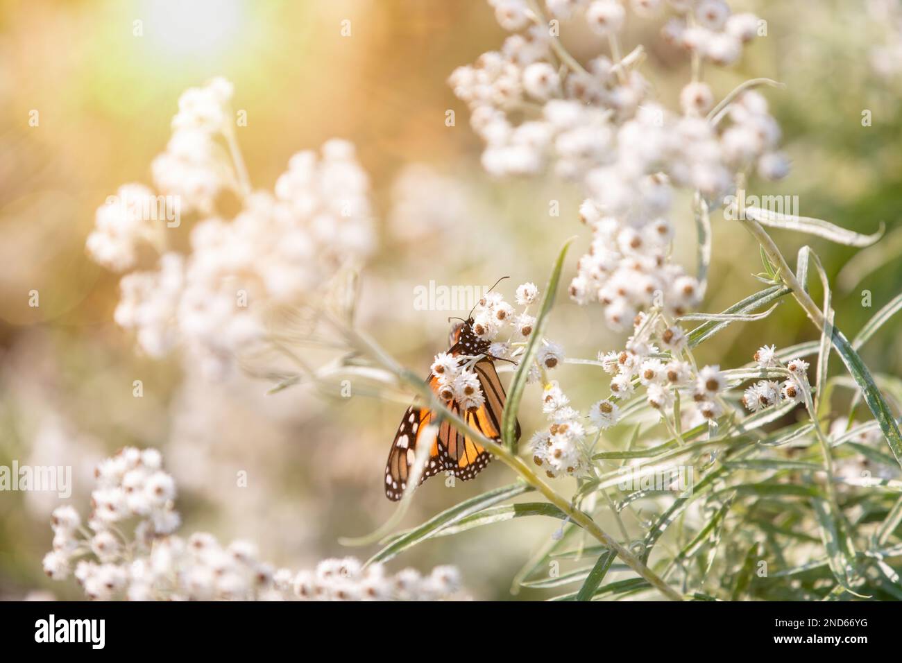 Monarch butterfly on pearly everlasting in a garden in the Northern Michigan sunshine Stock Photo