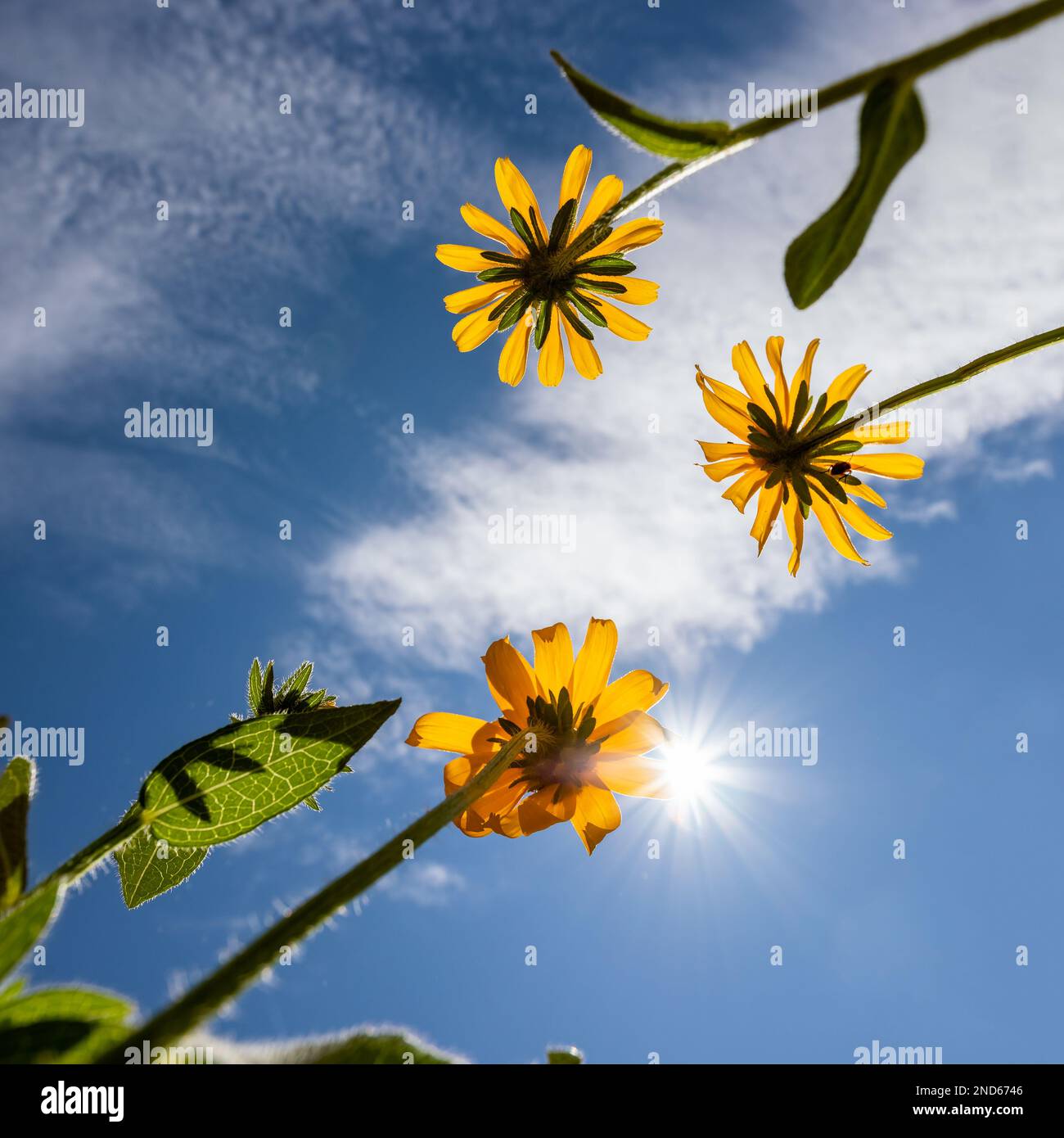 Looking up at the blue sky and sunshine from beneath three yellow flowers in a backyard garden in Northern Michigan. Stock Photo