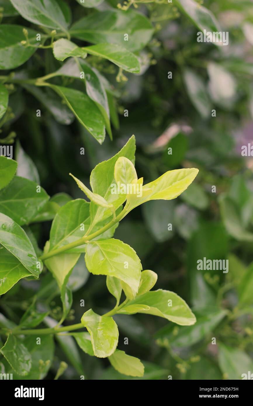 Bright summer green plants with leaves growing in the sunny garden Stock Photo Alamy