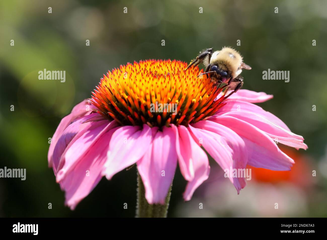 Bee on a purple coneflower in a summer garden in Northern Michigan Stock Photo