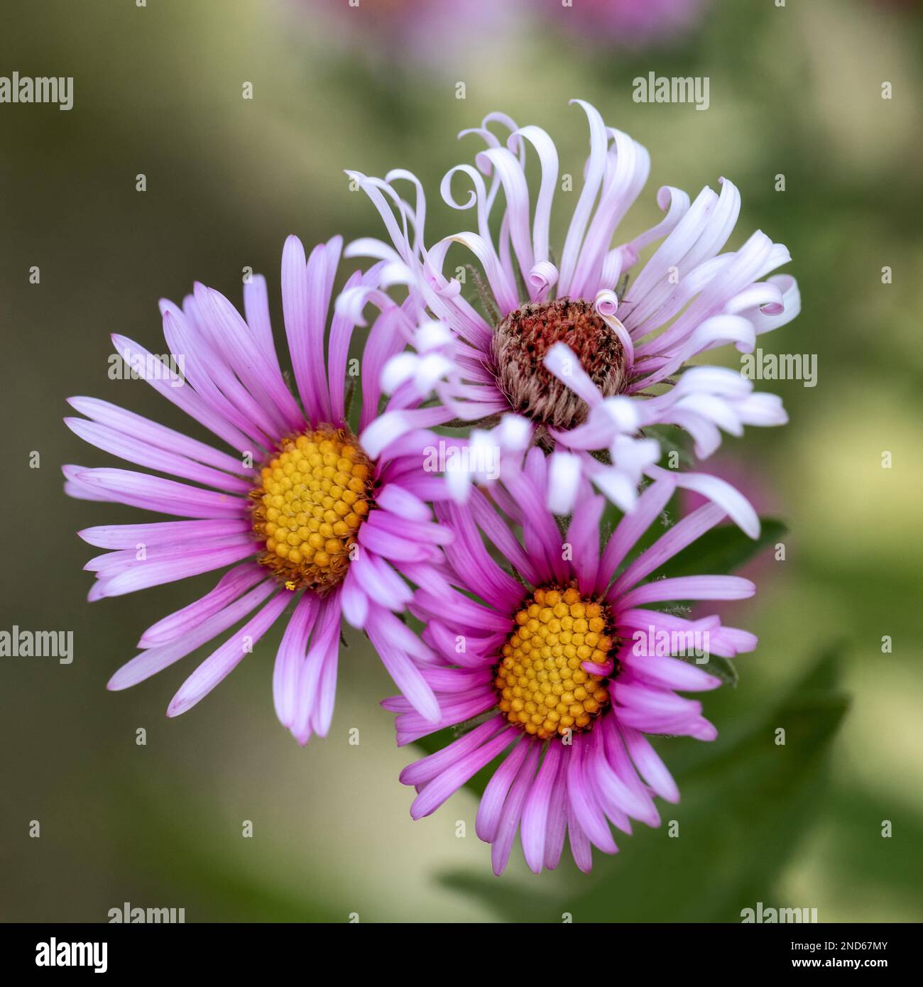 Purple daisy spray mums hires stock photography and images Alamy