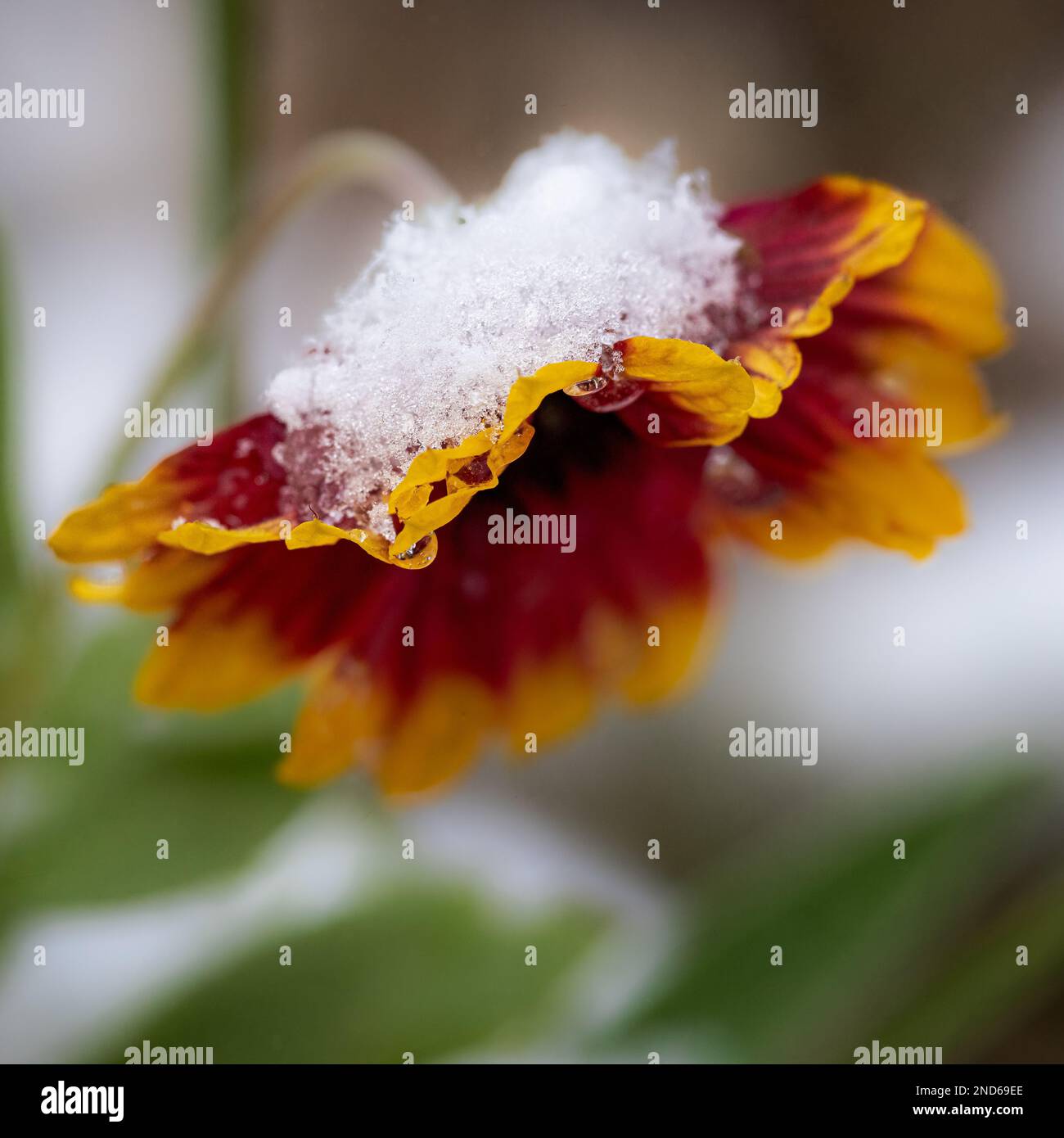 Indian Blanket flower covered in snow in a garden in Northern Michigan in winter Stock Photo