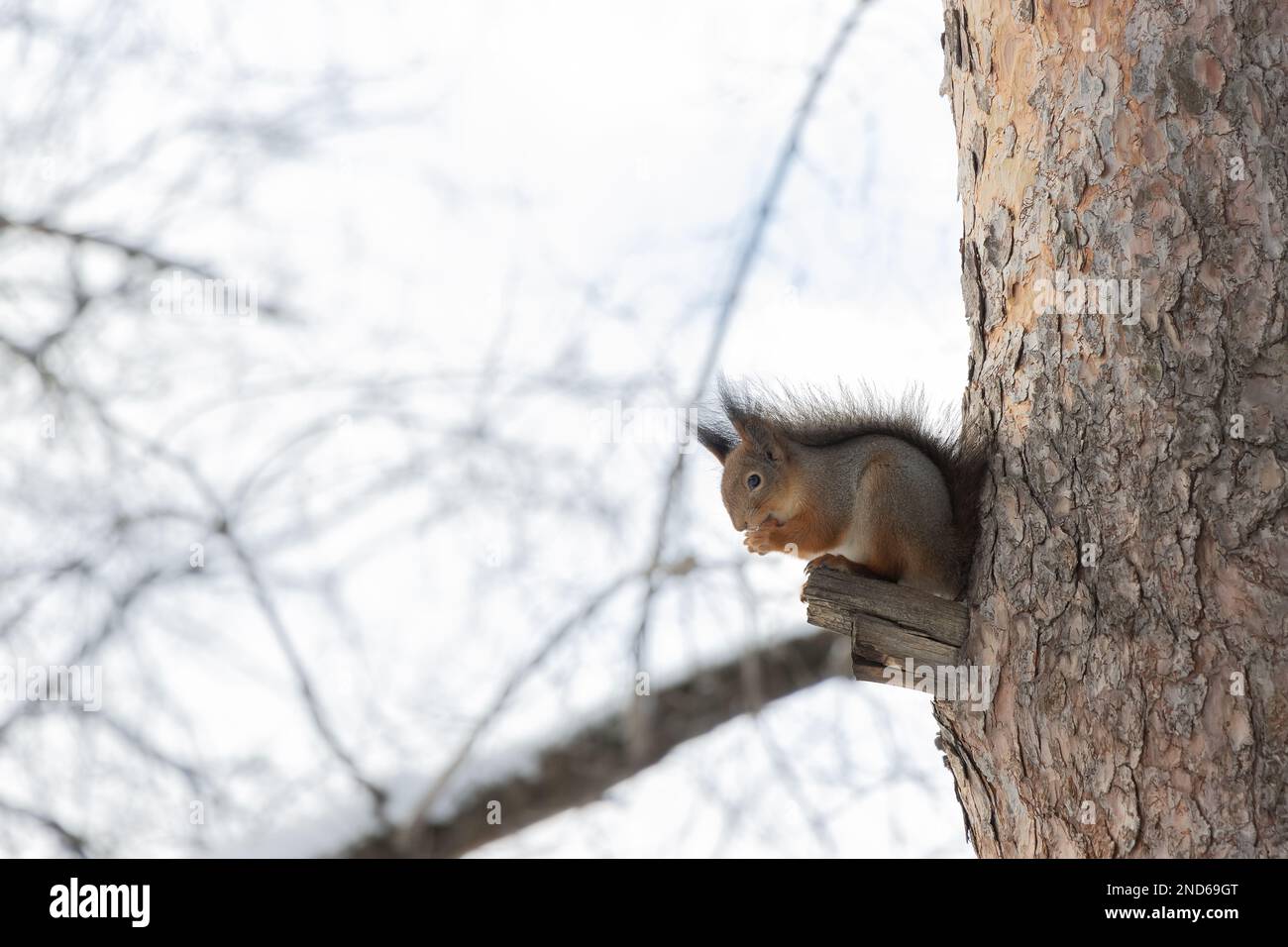 Fluffy squirrel eats nuts sitting on the wood in winter Stock Photo