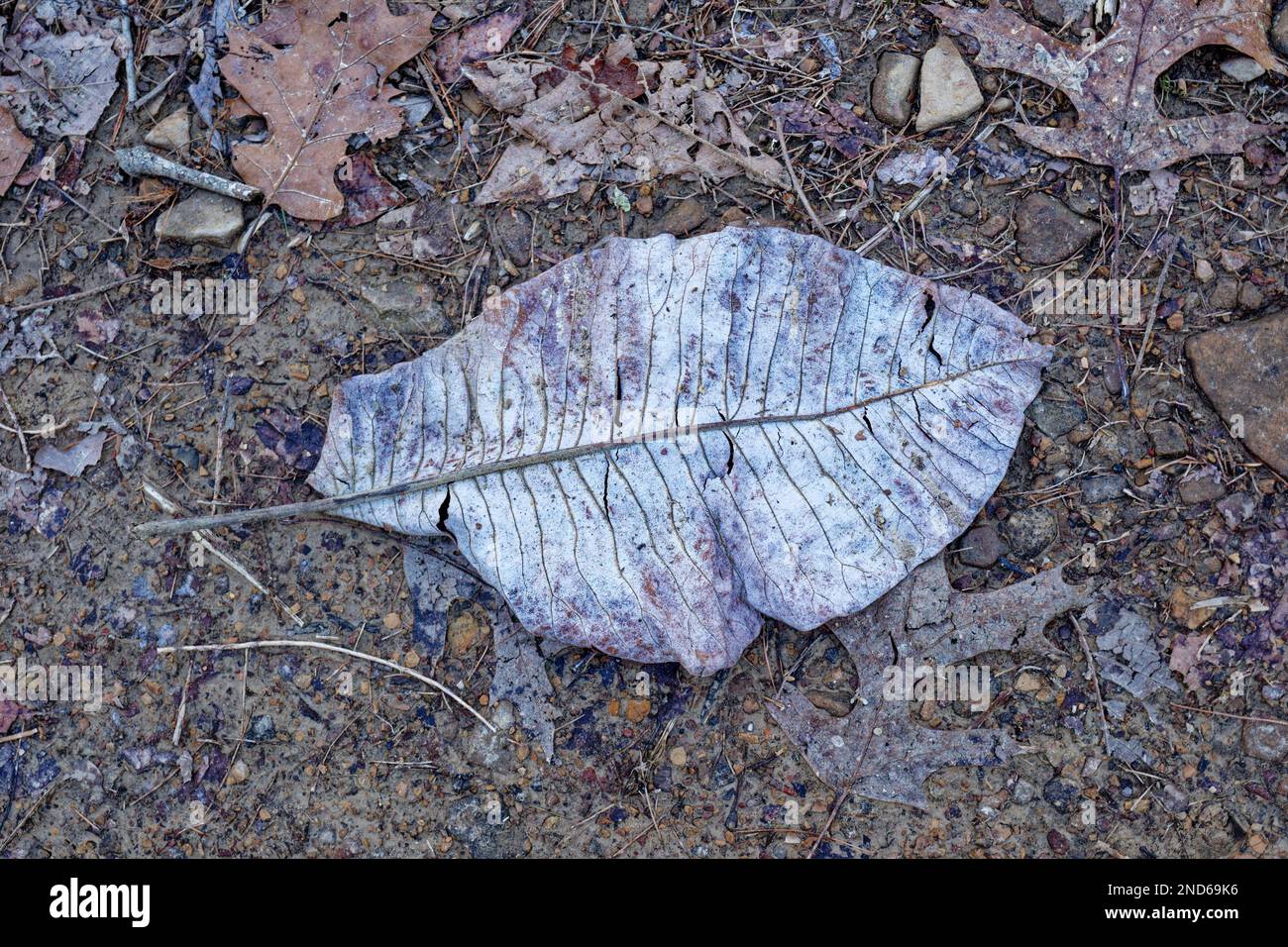 A large leaf of a bigleaf magnolia tree laying flat upside down on the wet trail surrounded by other fallen leaves in the forest closeup view in winte Stock Photo
