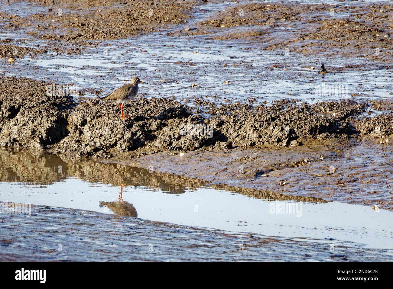 Redshank (Tringa totanus) walking on mud at low tide Stock Photo