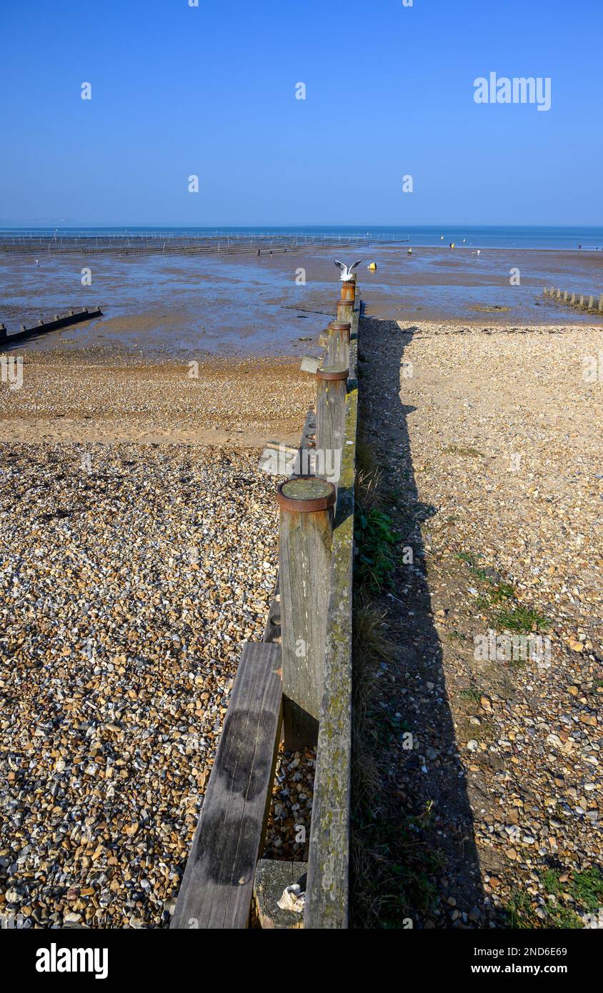 Whitstable, Kent, England, UK. Groyne on the beach - wooden structure leading down the beach at right angles to the sea to stop the movement of the sh Stock Photo