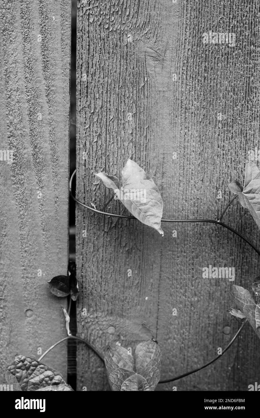 Leafy plant in house Black and White Stock Photos & Images - Alamy