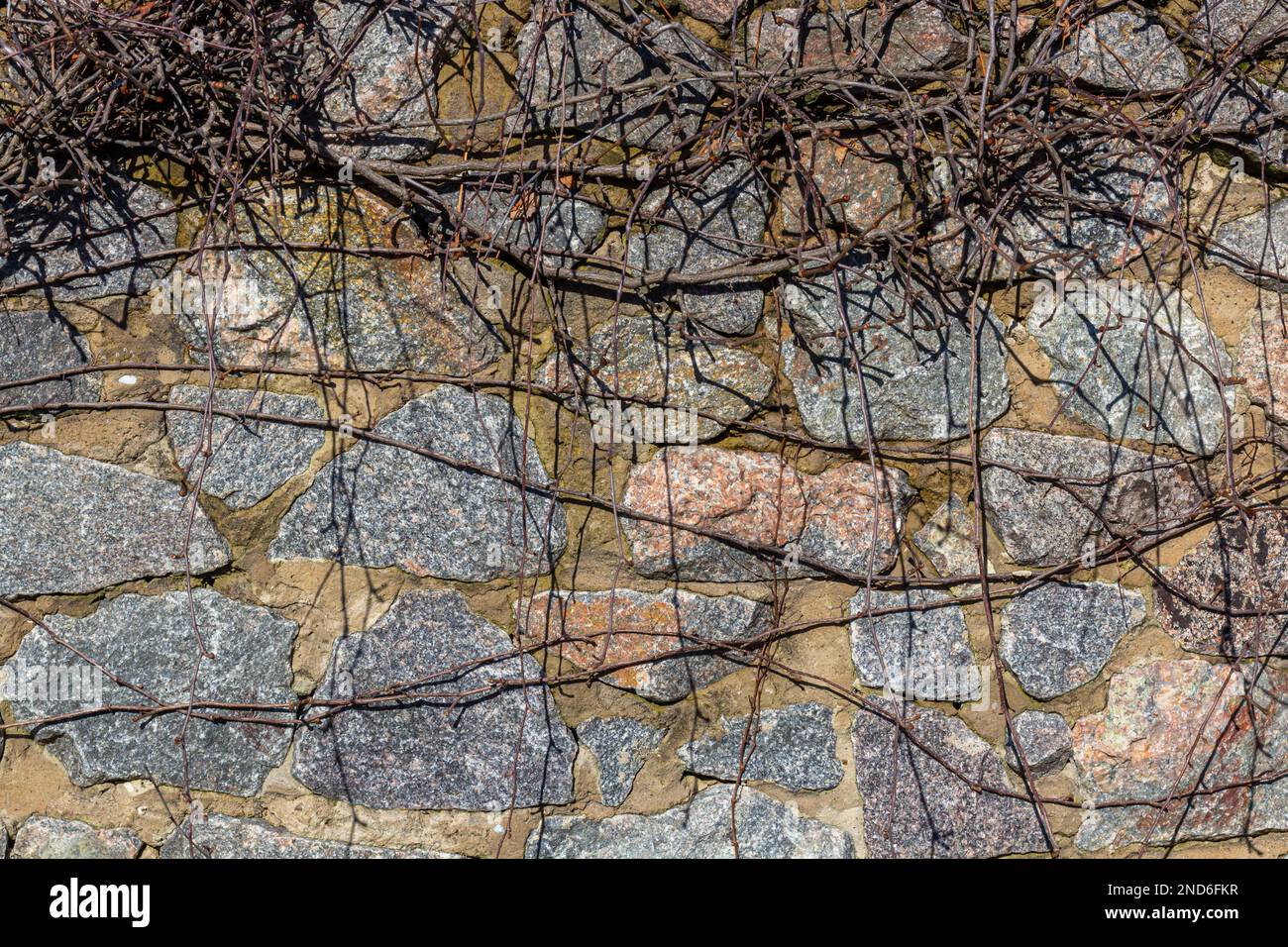 Old stone wall with ivy as background Stock Photo - Alamy