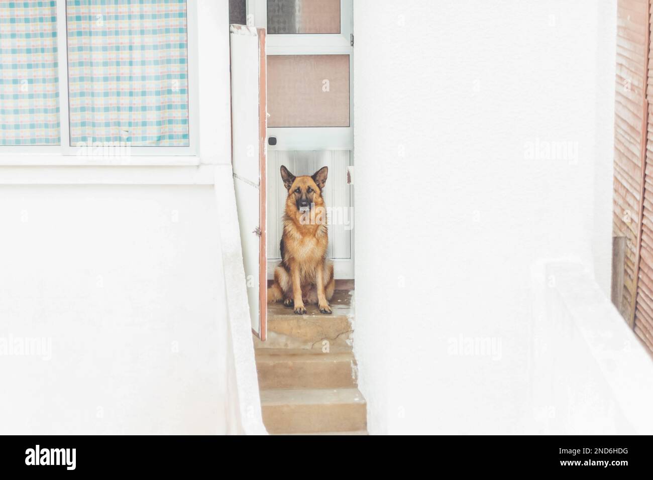 dog guards the entrance to the house Stock Photo Alamy