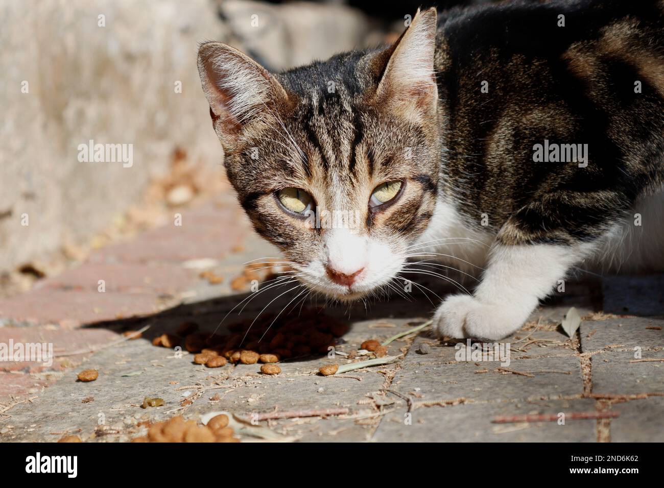 Tabby stray cat eating dry cat food Stock Photo
