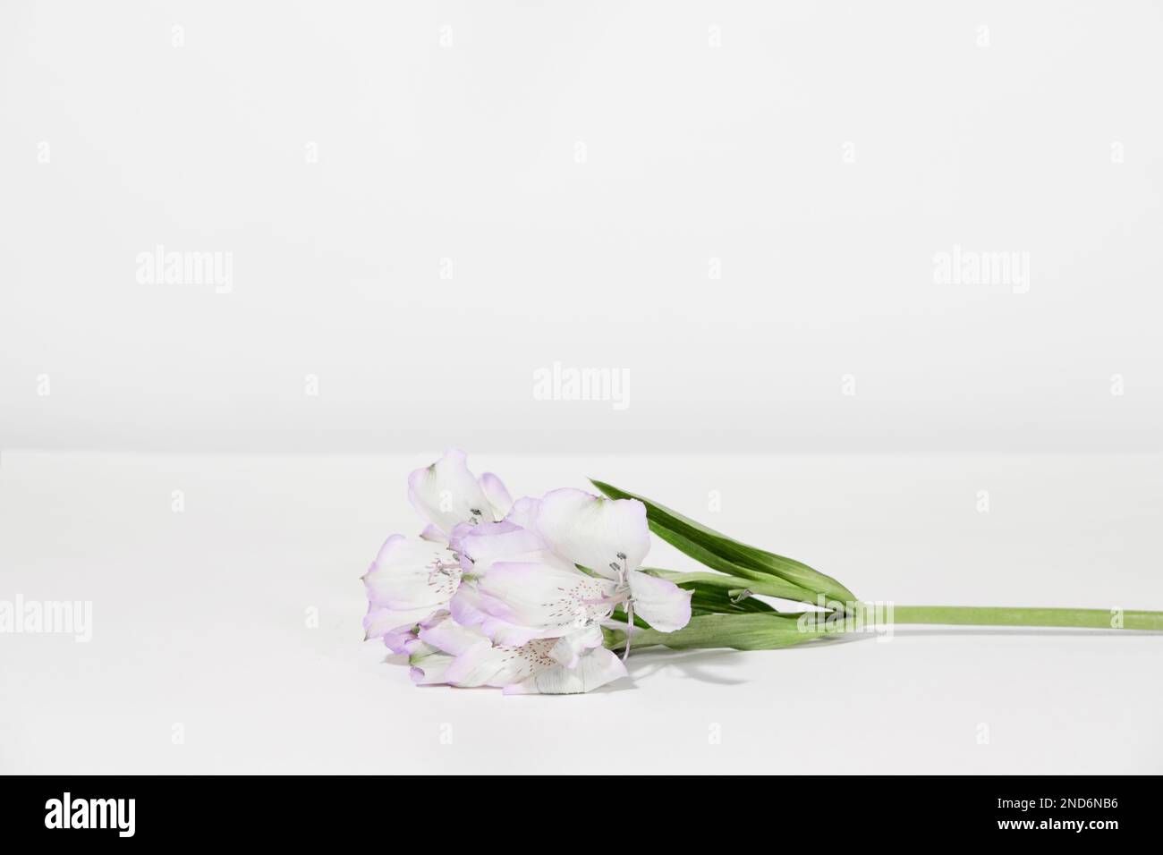 Bouquet of white lilac Alstroemeria flowers on a white table, on a grey background. Creative kind of flowers. Stock Photo