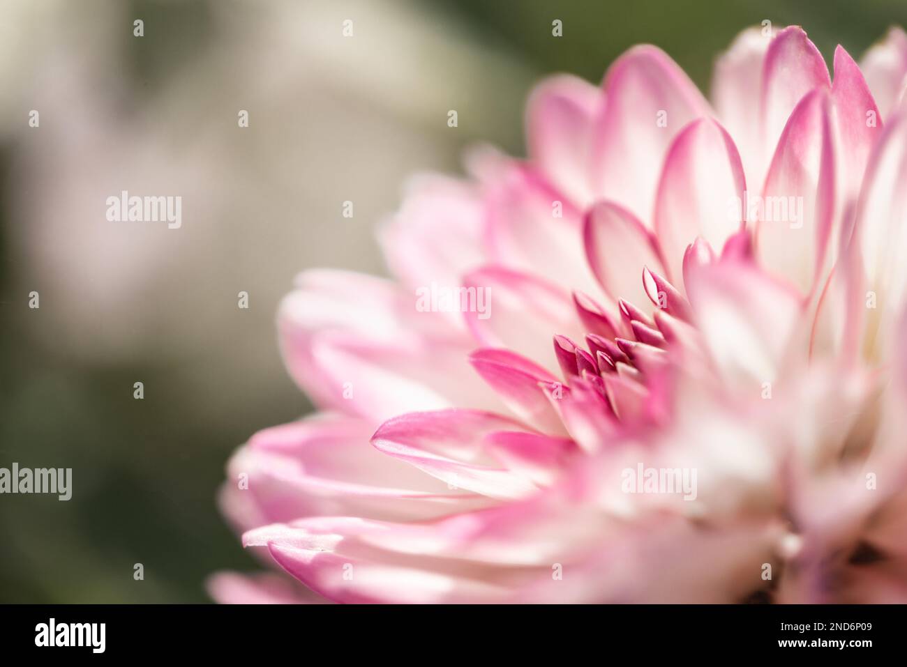 Close up photo of a pink and white dahlia in late summer in Northern Michgian Stock Photo