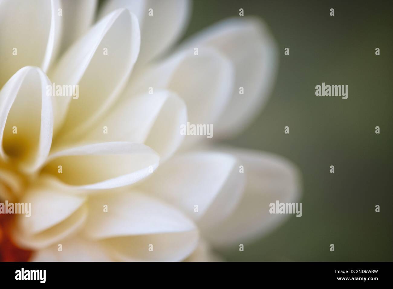 Macro photo of white dahlia petals in summer Stock Photo