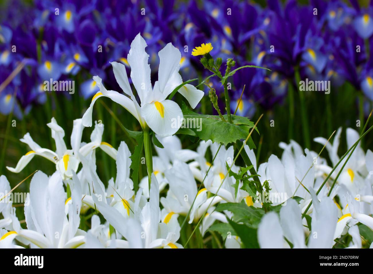 White and blue Irises Hollandica wallpaper. Ornamental hybrid beautiful