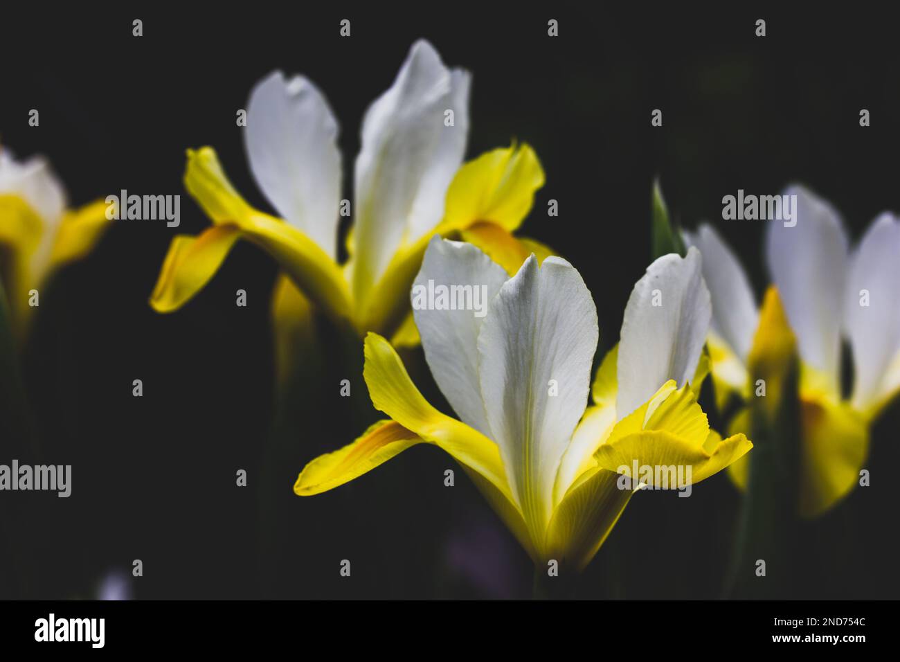White yellow Iris Hollandica wallpaper. Irises background. Ornamental