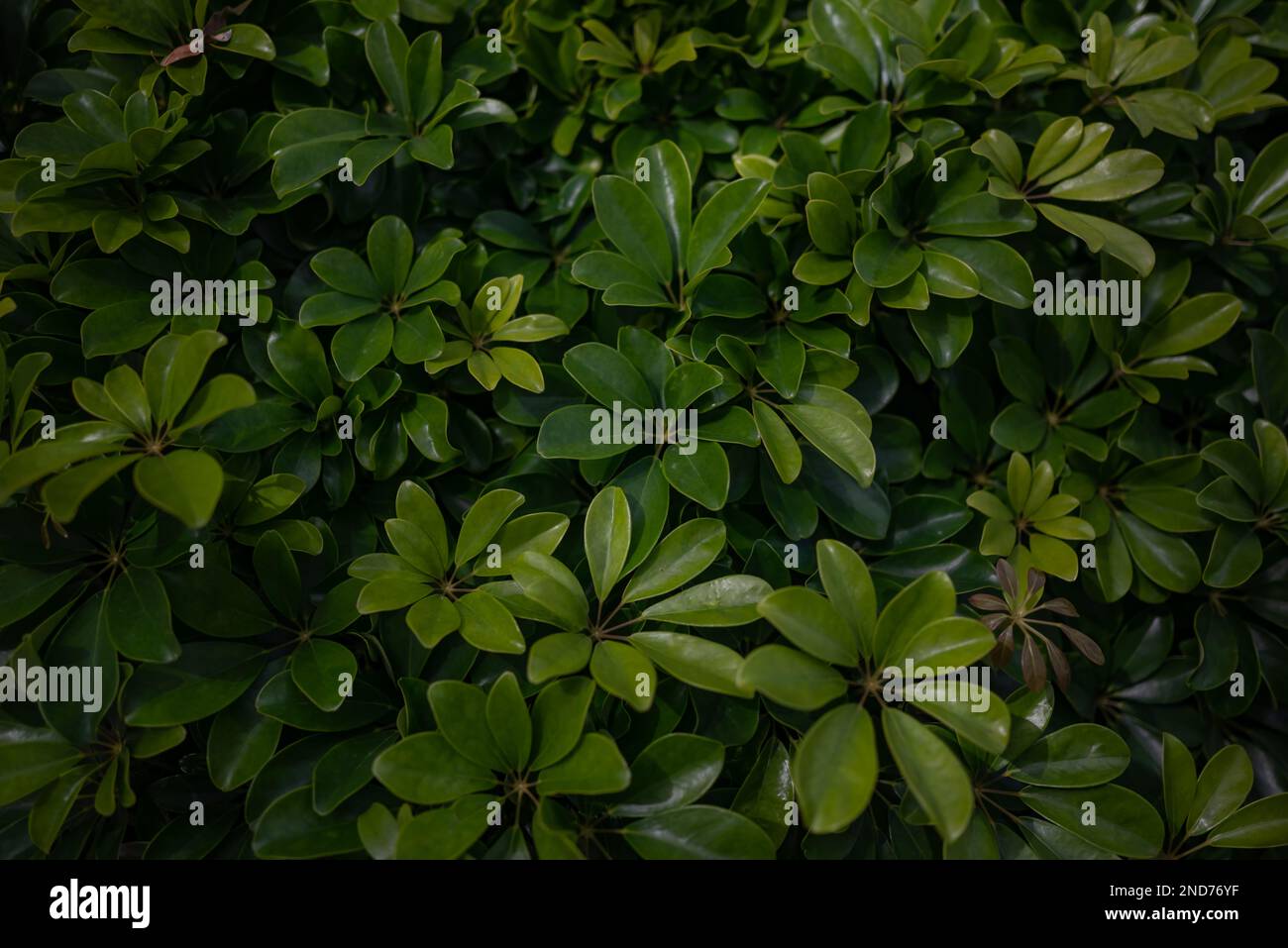 Green leaves background. Schefflera, Umbrella tree or octopus tree closeup Stock Photo