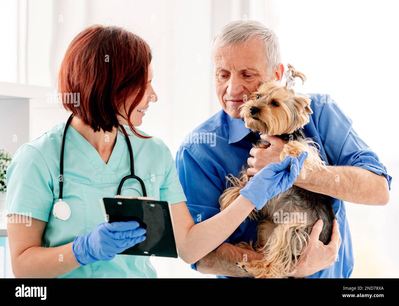 Yorkshire terrier during appointment in veterinary clinic Stock Photo