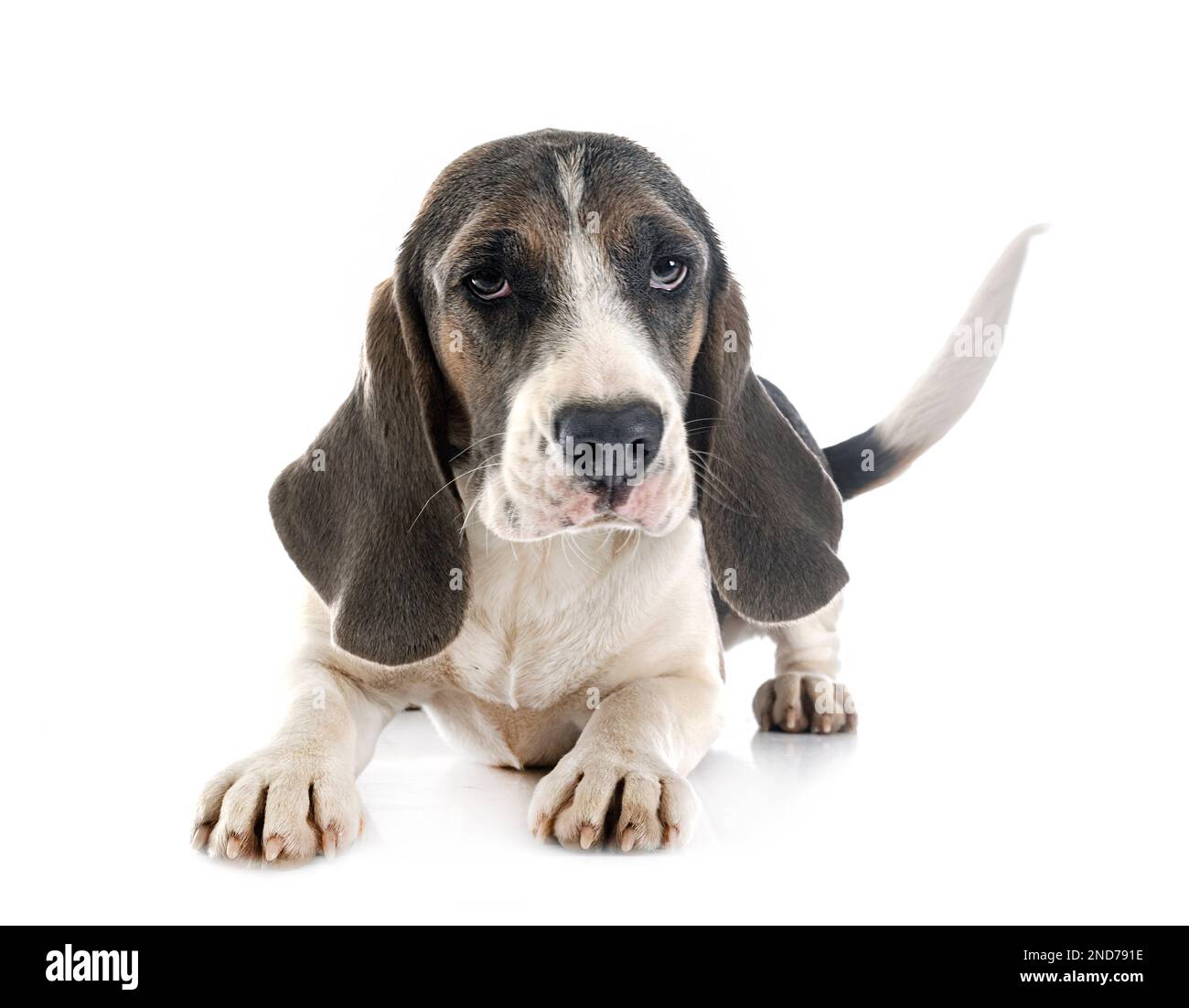 young beagle in front of white background Stock Photo - Alamy