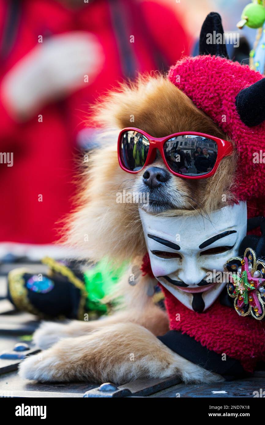 12 February 2023, Venice, Italy. Revellers in colourful costumes celebrate the 2023 Carnival in Venice. Pomeranian dog in costume. Stock Photo