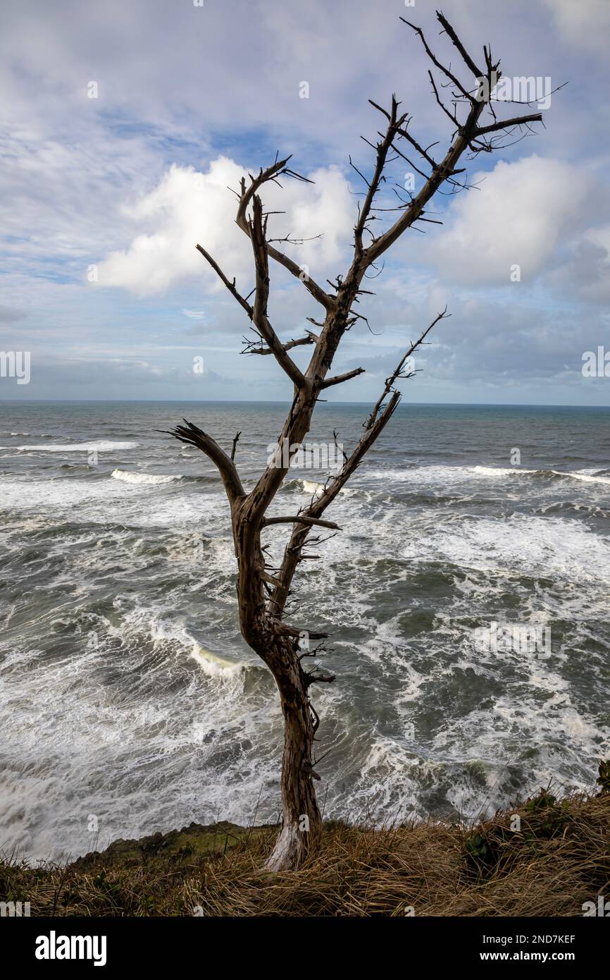 WA22985-00....WASHINGTON - Dead tree on a bluff overlooking the Pacific Ocean at Cape Disappointment State Park. Stock Photo