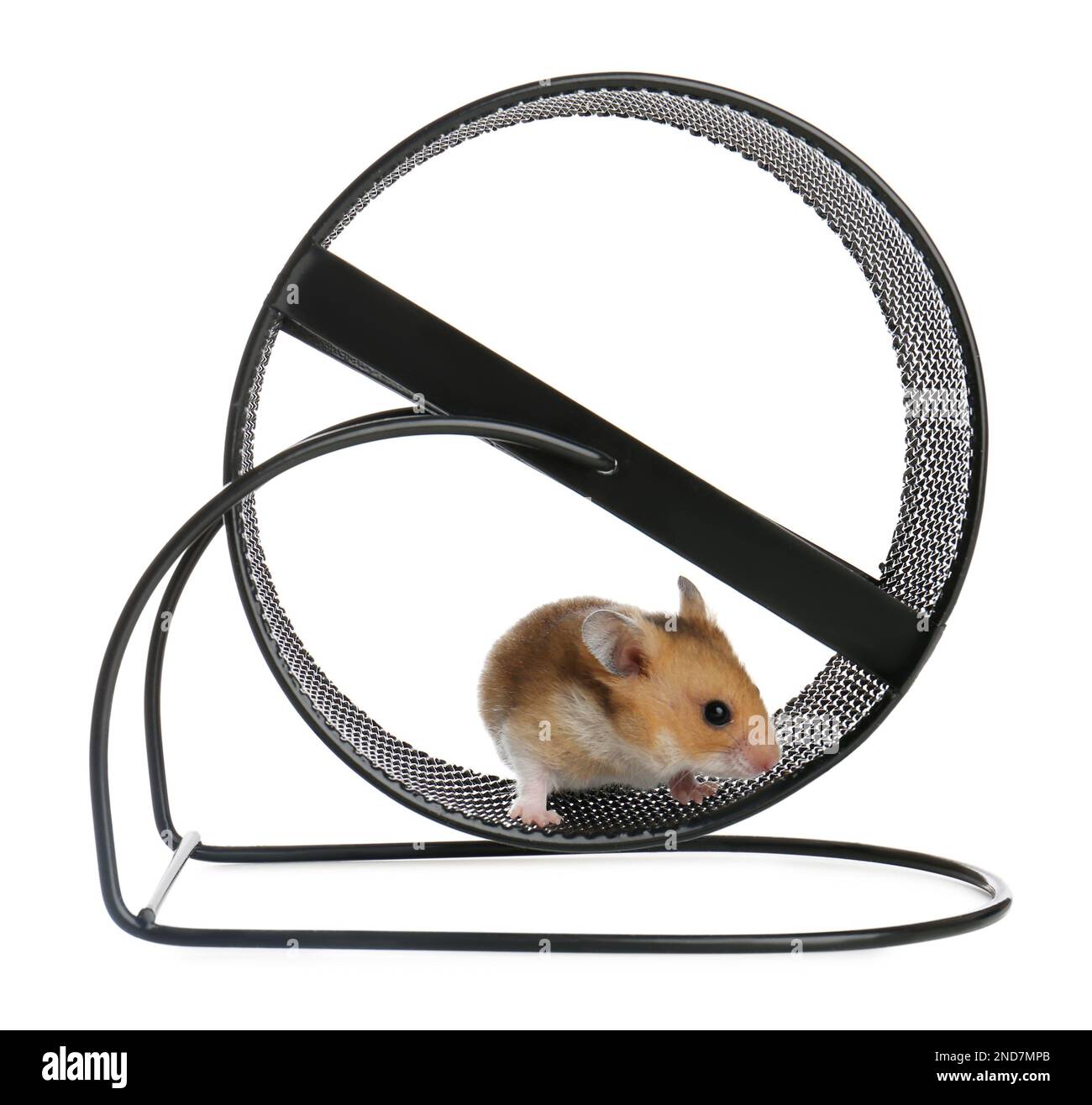 Zhu Zhu Hamster Zhuzhu City Ferris Wheel With Hamster Scoodles Zhu