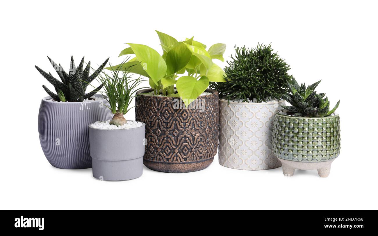 Different house plants in pots isolated on white Stock Photo Alamy