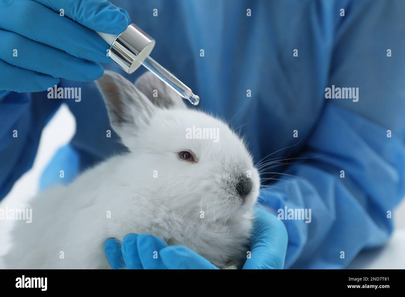 Animal testing cosmetics hi-res stock photography and images - Alamy Animal testing cosmetics hi-res stock photography and images - Alamy