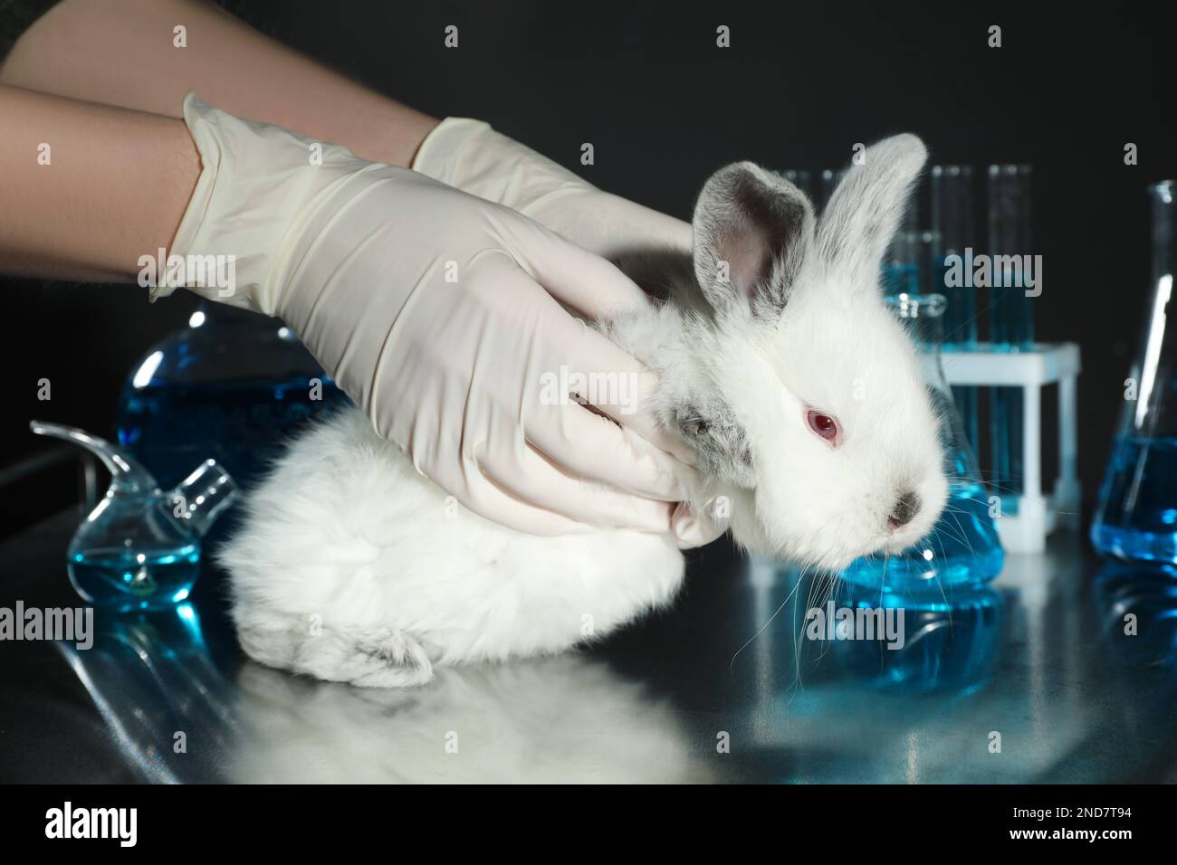 Scientist holding rabbit in chemical laboratory, closeup. Animal