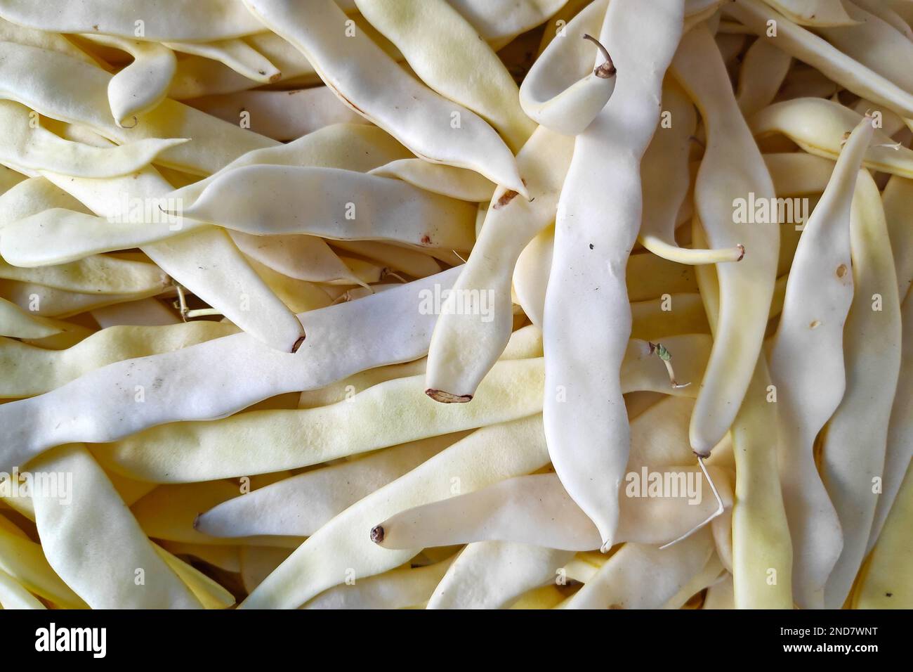French bean plant climbing hi-res stock photography and images - Alamy