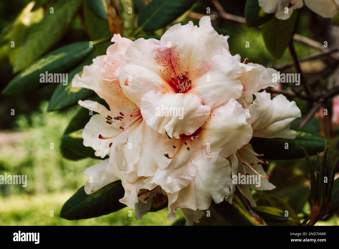 Golden torch rhododendron azalea. Stunning creamy peach color flowers among green foliage. Flowering shrub in a botanical garden in spring, summer. Ja Stock Photo