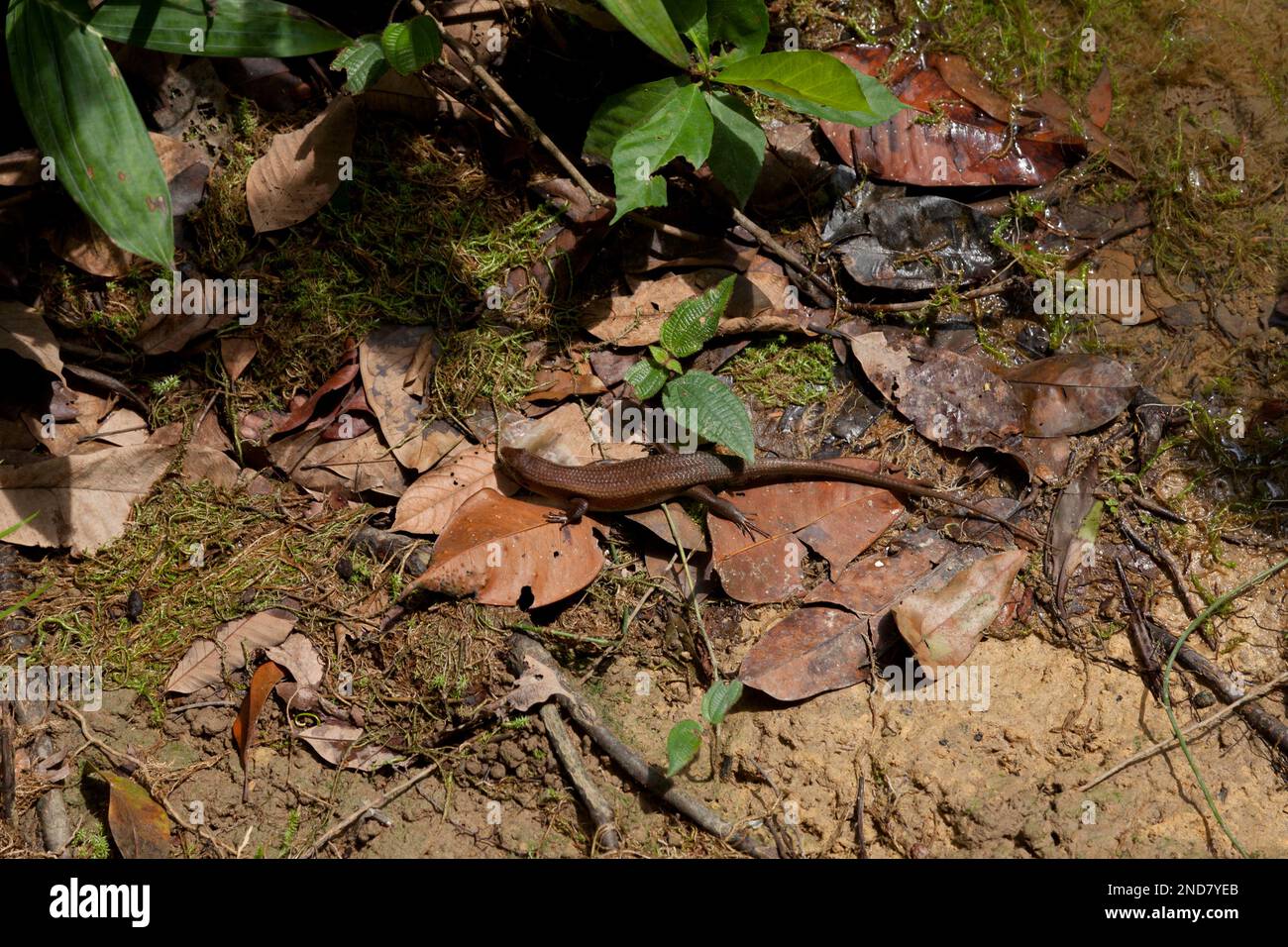 Eutropis multifasciata, commonly known as the East Indian brown mabuya, many-lined sun skink, many-striped skink, common sun skink or (ambiguously) as Stock Photo