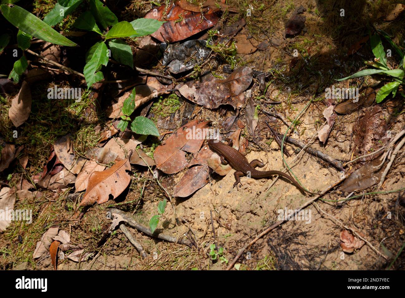 Eutropis multifasciata, commonly known as the East Indian brown mabuya, many-lined sun skink, many-striped skink, common sun skink or (ambiguously) as Stock Photo