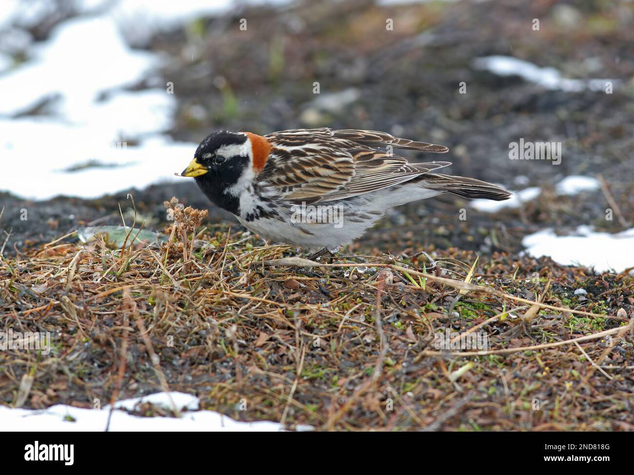 Lapland bunting calcarius lapponicus hi-res stock photography and ...