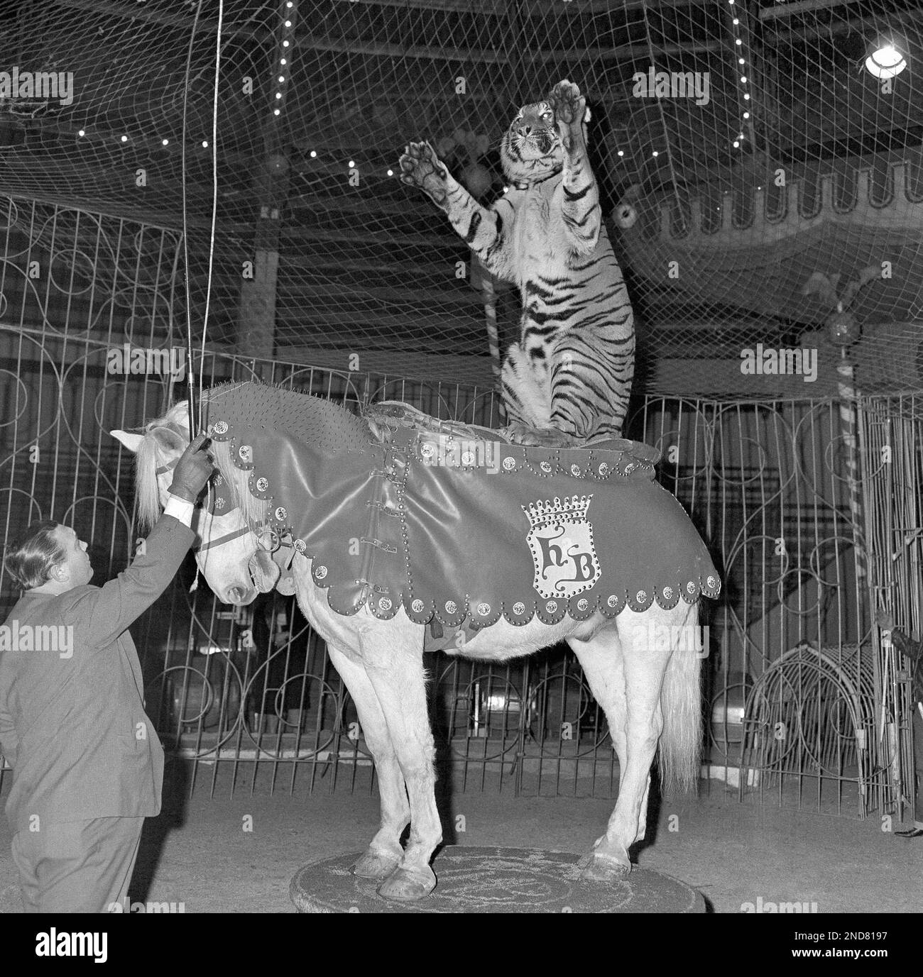 A horseback-riding tiger named Byla goes through his act as one of the feature attractions of the German Krone Circus, appearing in Munich, Dec. 26, 1961. His trainer says the big cat is the world's only horse-riding tiger. (AP Photo/Heinrich Sanden, Sr.) Stock Photo