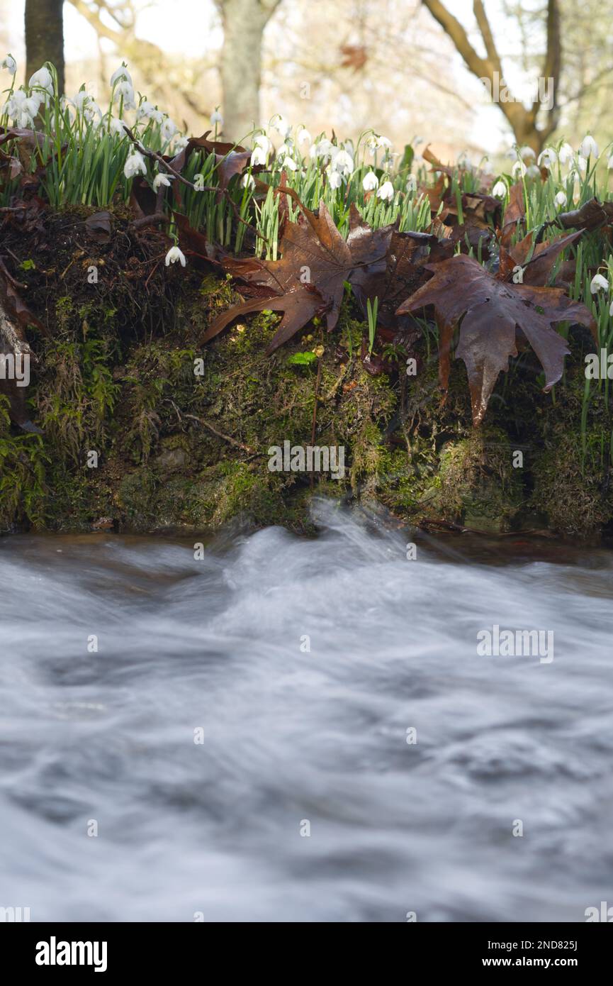 A bank of winter flowering snowdrops, galanthus nivalis, alongside a fast moving stream in a woodland garden UK February Stock Photo