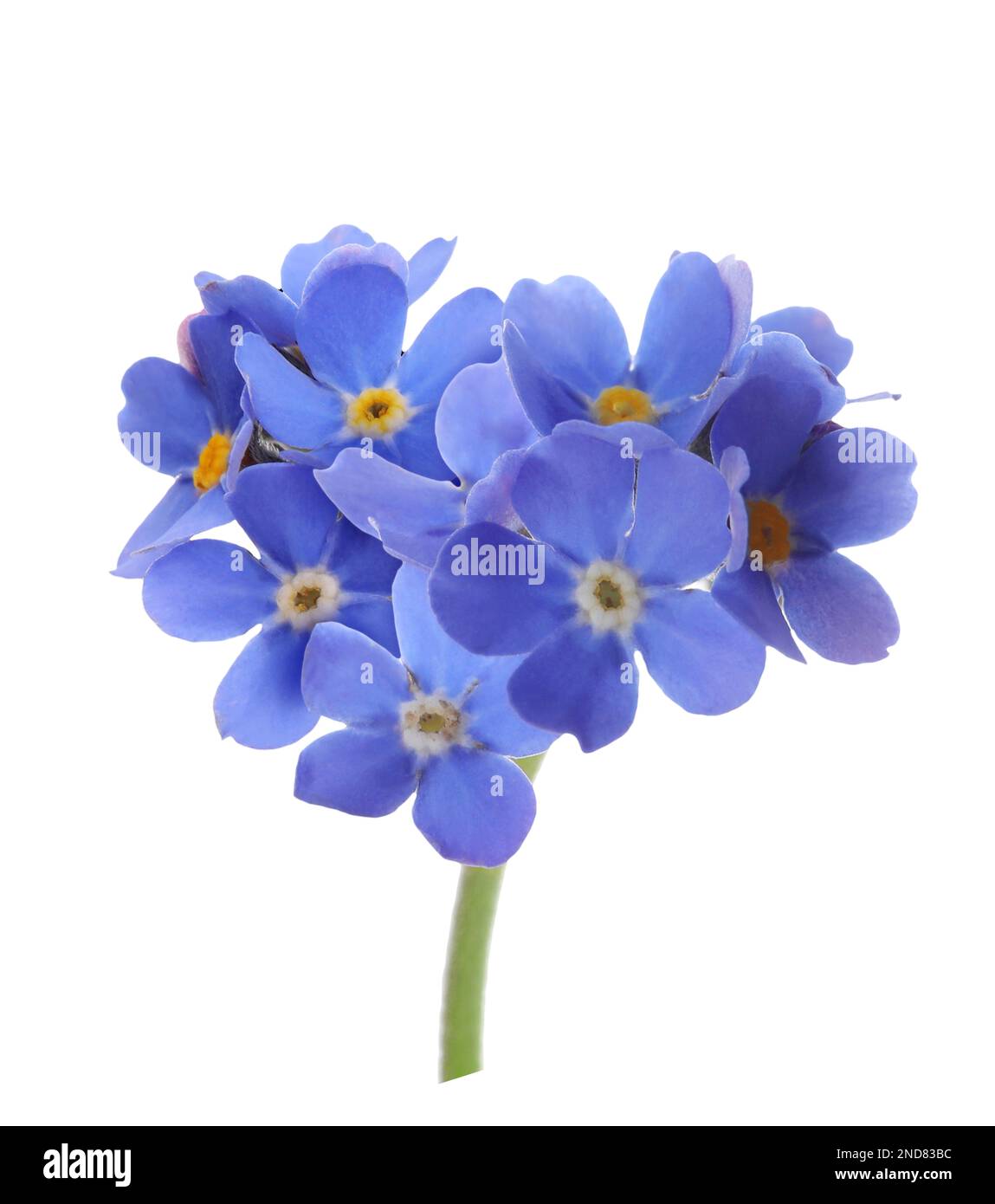 Me Blue Delicate blue forget me not flowers on white background Stock Photo - Alamy