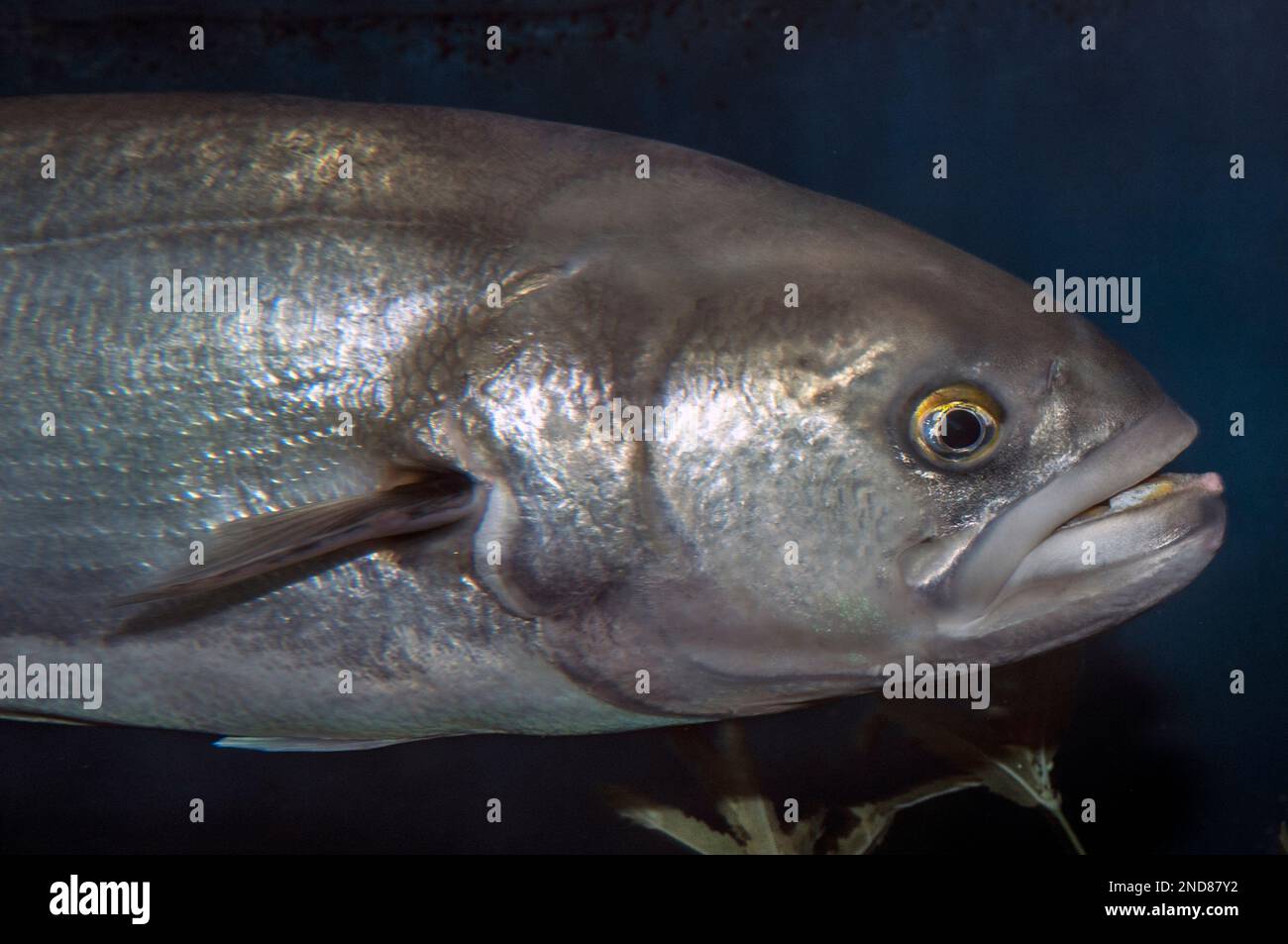 Bluefish, medium shot facing right Stock Photo