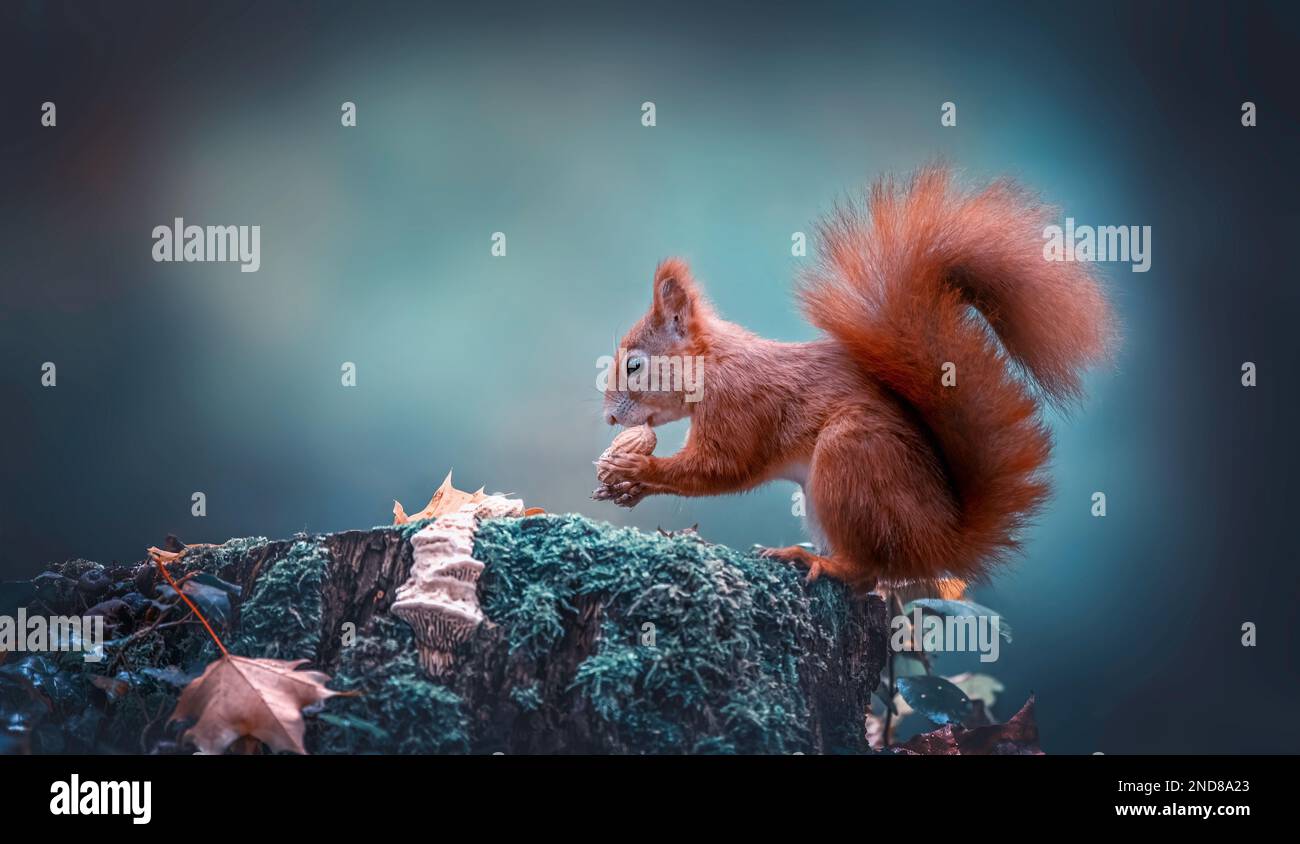 Squirrel sits on an autumn tree stump and eats a nut, the best photo