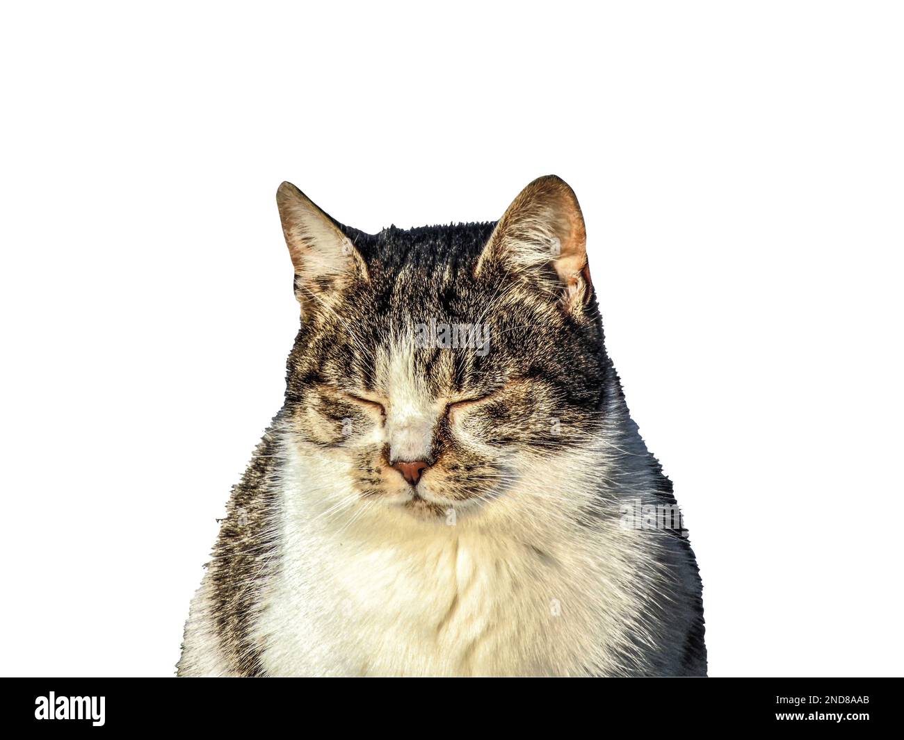 cat isolated on white background Stock Photo - Alamy