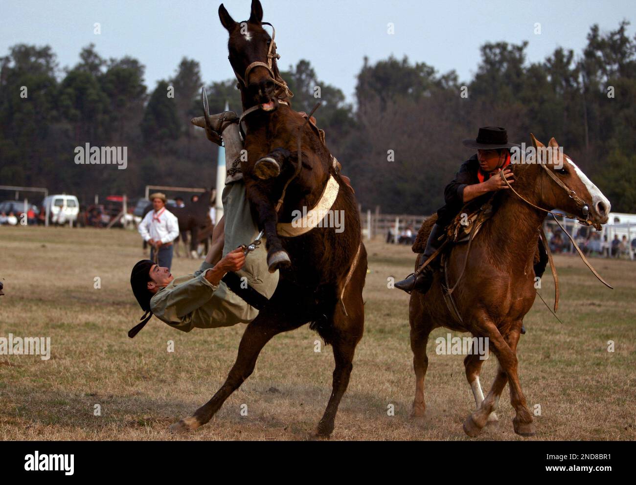 An Argentine gaucho, or cowboy, falls down from a horse as he competes ...