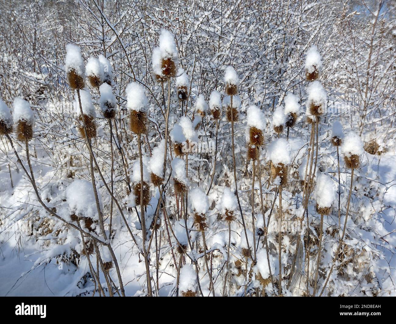 The velcro plant hi-res stock photography and images - Alamy