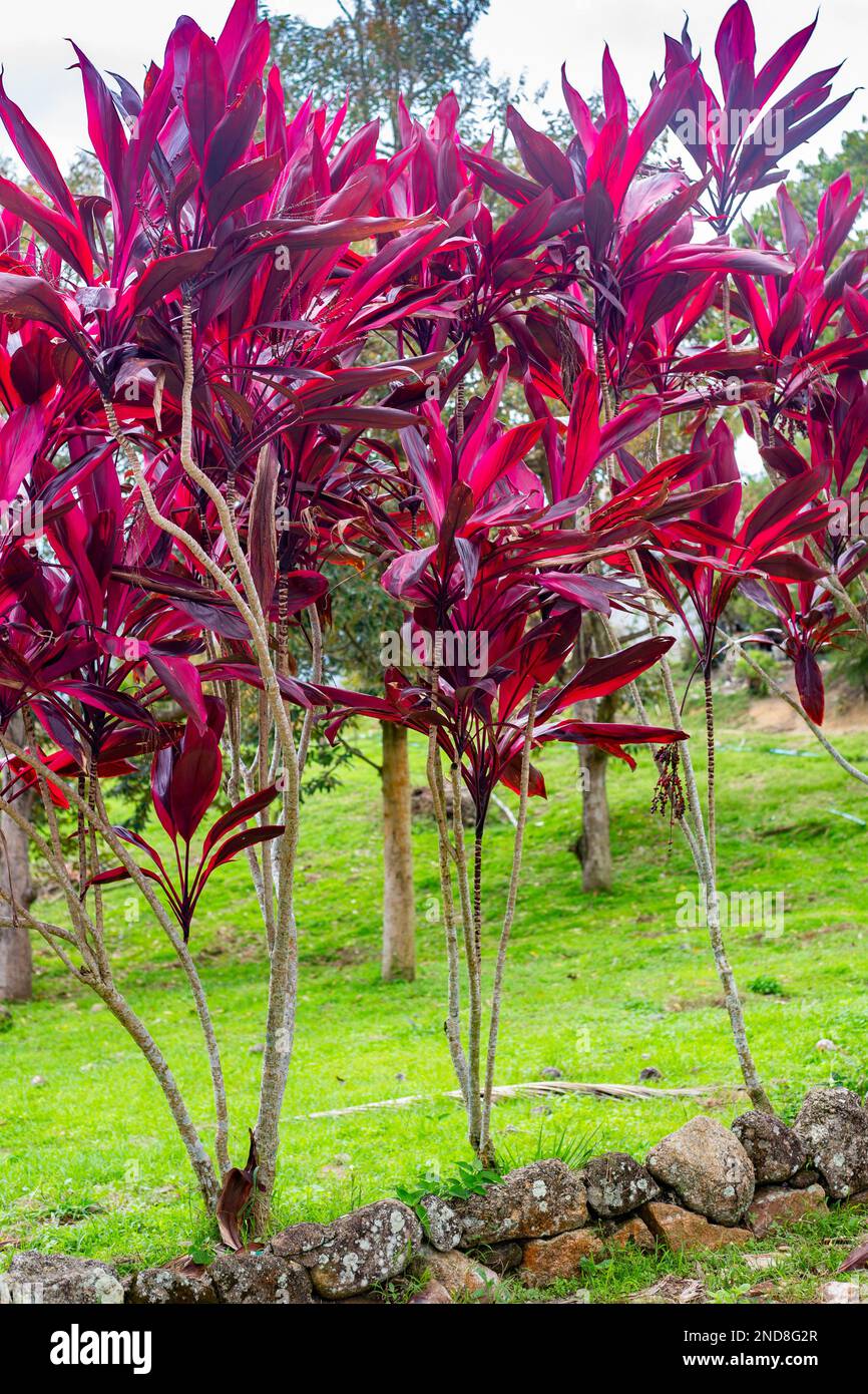 A plant with bright red leaves Cordyline fruticosa Rubra in the garden. Tropical plants. Stock Photo